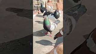 Son Cheera Happy Mod Pigeons