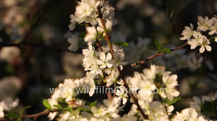 Plum tree aflush with pristine white blossoms