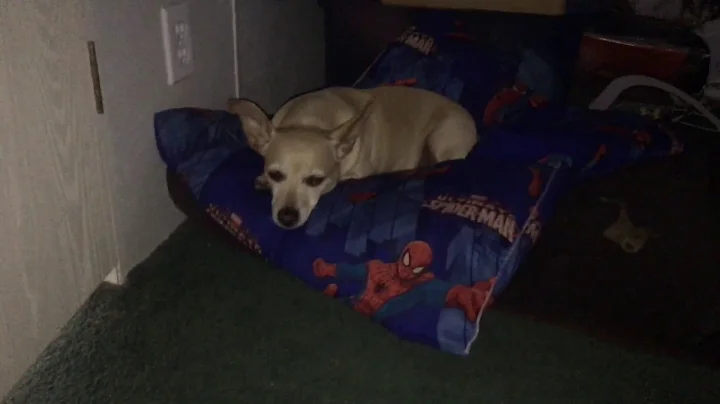 My dog George laying down on my Spiderman pillows