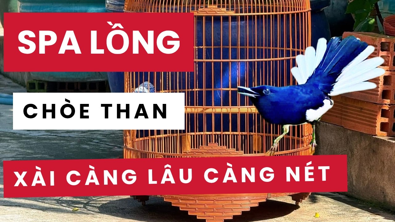 Hướng Dẫn Spa Lồng Choè Than Đúng Cách | Các Bước Làm Lồng Sáng Bóng Như Mới