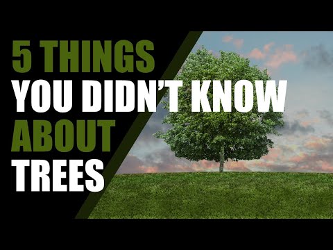 Vídeo: As árvores de álamo tremedor compartilham raízes?