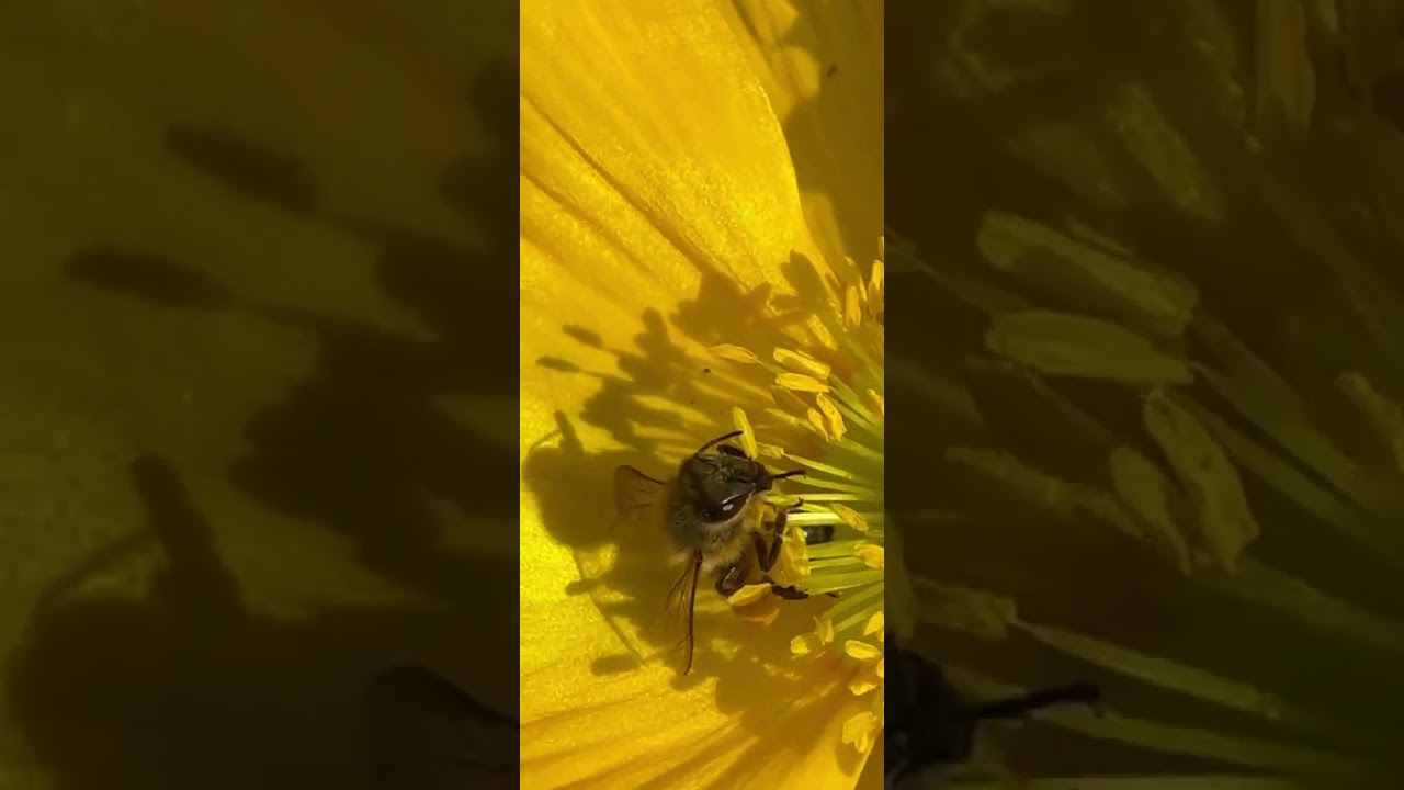 Buzzing Bee with pollen baskets 