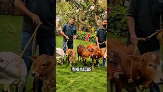 ¡Así son las asombrosas vacas más pequeñas del mundo!