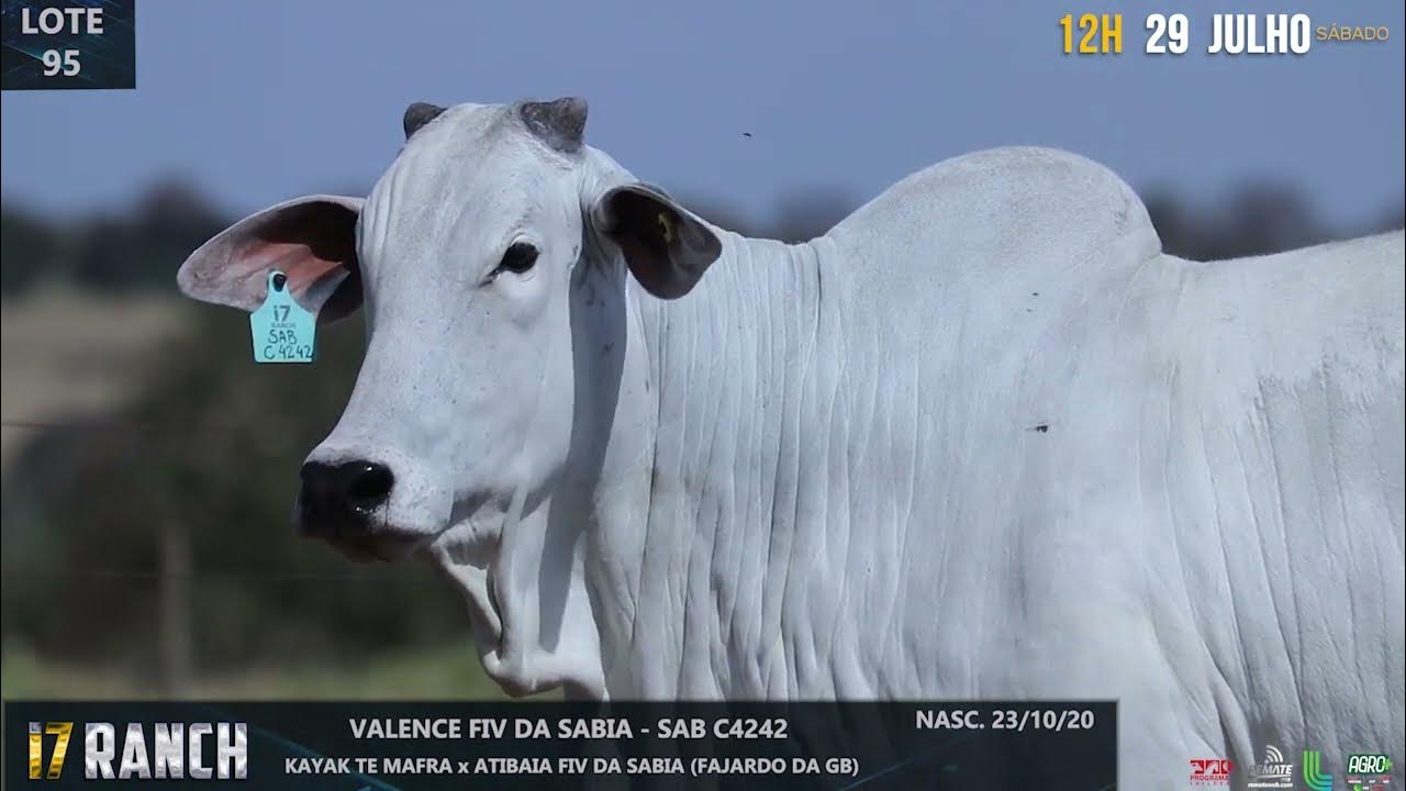 LOTE 95 SAB C 4242 - YouTube