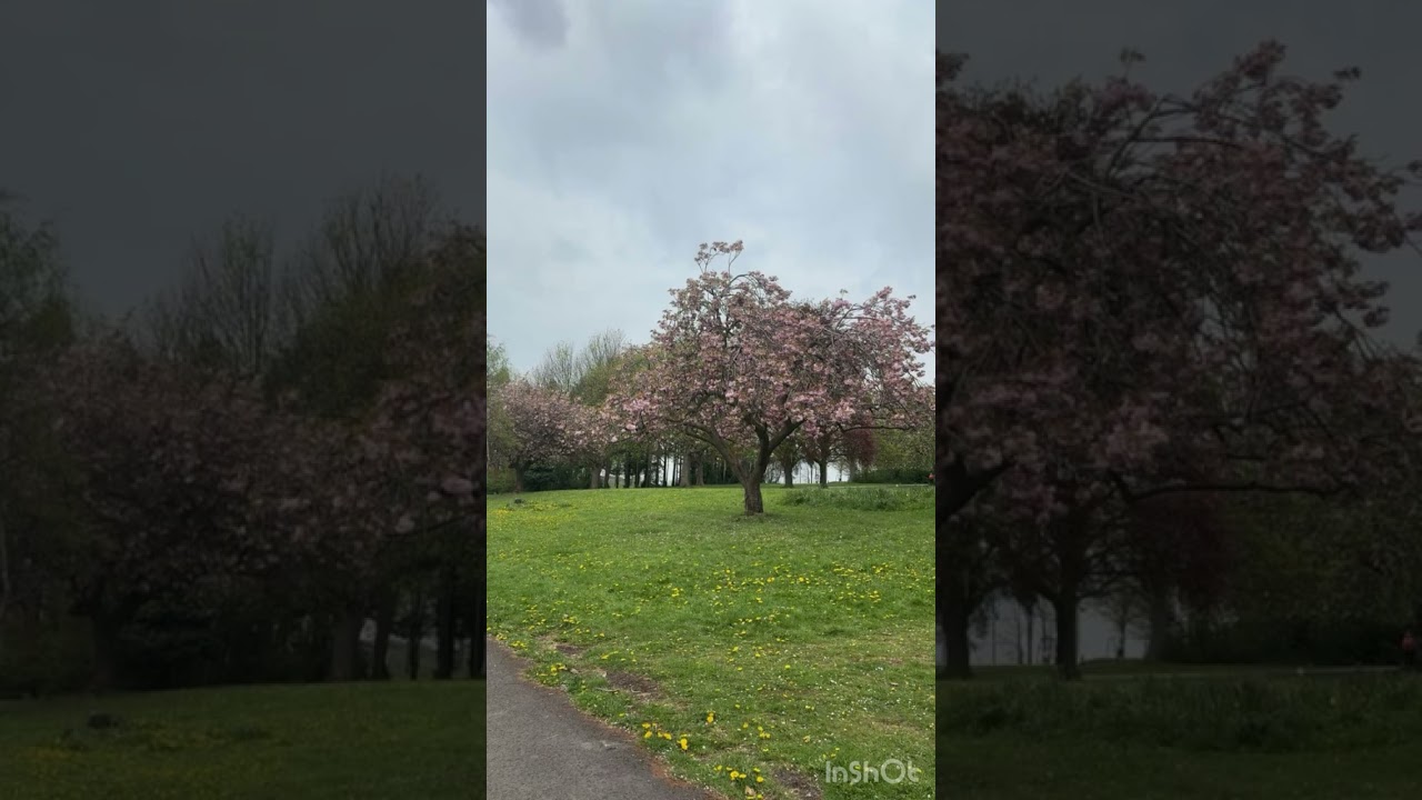 سورة هود برواية قالون عن نافع ( قصر المنفصل وصلة ميم الجمع ) بصوت الشيخ محمد عمر الجنايني