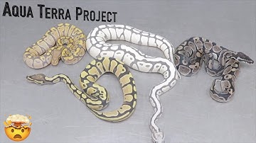 WORLD’S FIRST Ball Python - Introducing The AQUA TERRA Project!!