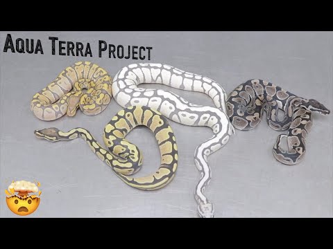 WORLD’S FIRST Ball Python - Introducing The AQUA TERRA Project!!