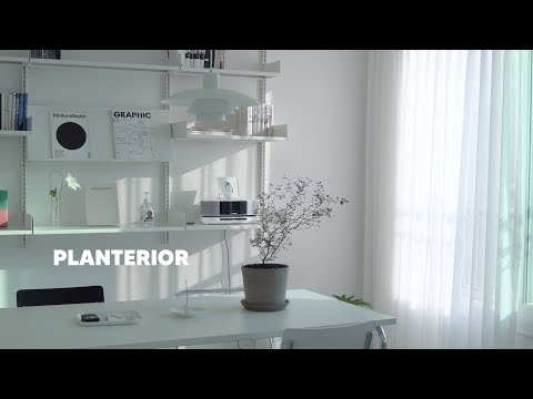 인테리어에 좋은 식물 추천 (Planterior)  | 베란다 없는 실내에서 키우기 쉬운 식물 6