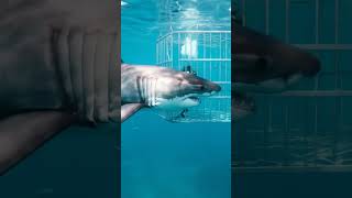 Shark Check Scuba Driver