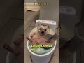 Landak: Hewan yang Gak Pernah Minta Ribut 😆🦔 #shorts #landakmini, #faktaunik