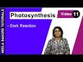 Photosynthesis - Dark Reaction