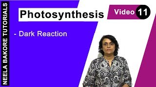 Celvin cycle is the biosynthetic pathway in which 1 glucose molecule
synthesised using 18 atp & 12 nadph2. 6 cycles are required to
synthesise gl...