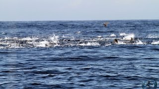 Tuna Frenzy Next To The Boat At Panama Big Game Club And Resort
