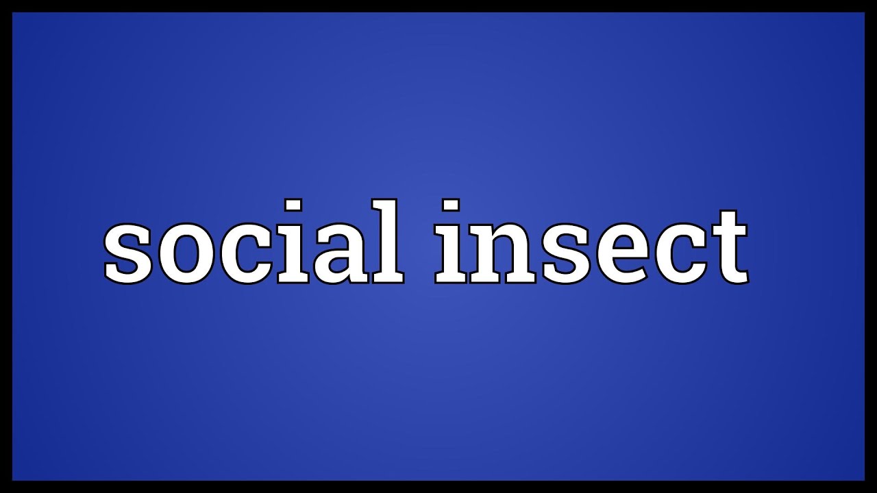 Social insect Meaning