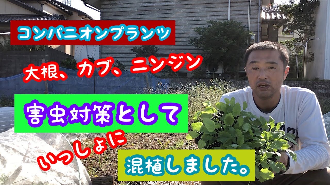 害虫対策 小カブ 大根 ニンジンを一緒に混植ました 家庭菜園 Youtube