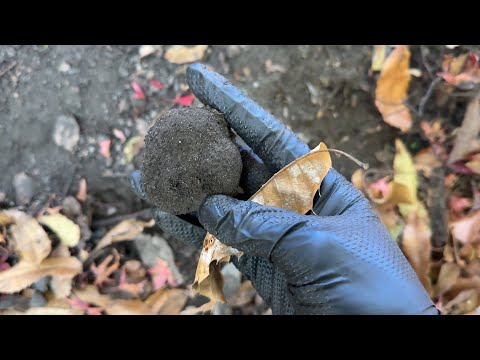 Mushroom hunting with a master: First truffle harvest and tasting
