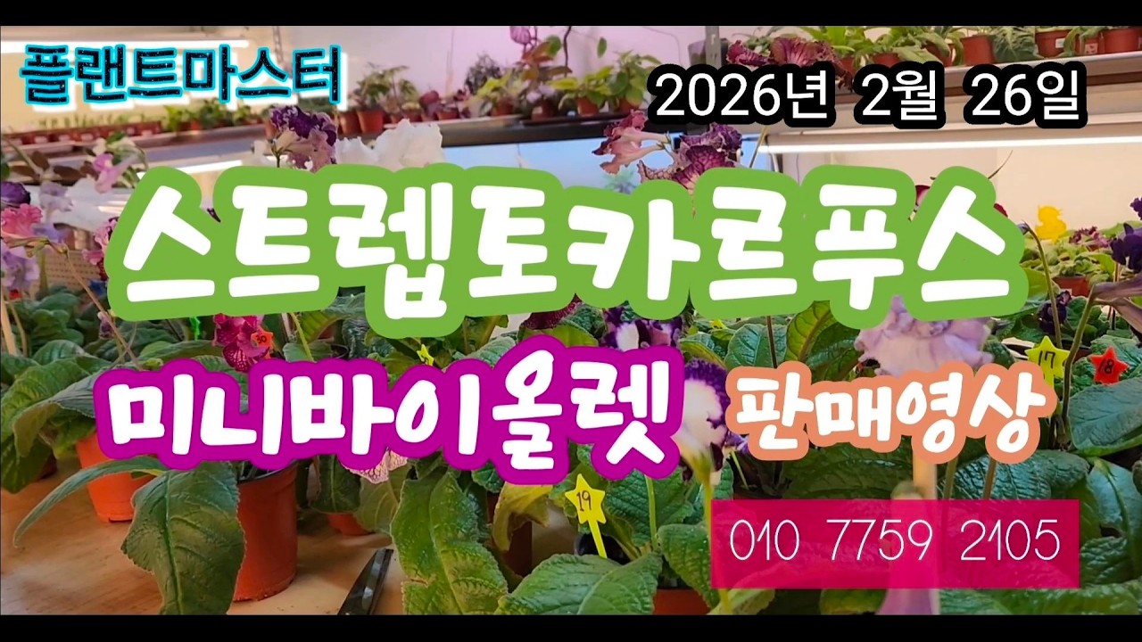 스트렙토카르푸스  미니바이올렛 판매 영상 올립니다   2026년 2월  26일