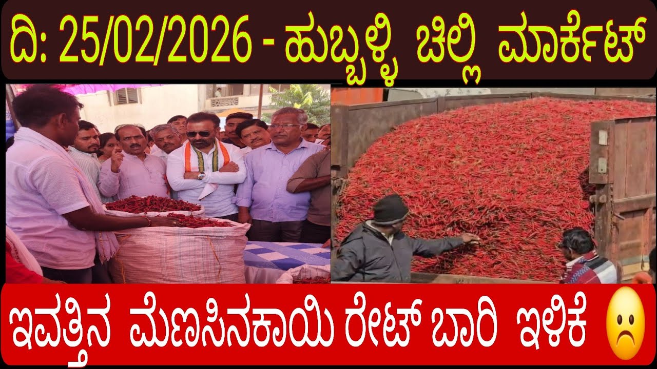 Hubbali chilli Market Today | ಹುಬ್ಬಳ್ಳಿ ಚಿಲ್ಲಿ ಮಾರ್ಕೆಟ್ ರೇಟ್. ಇಂದು ಚಿಲ್ಲಿ ರೇಟ್ ಇಳಿಕೆ ☹️