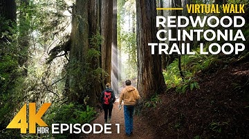 4K Redwood Forest Hike – Clintonia Trail, Part 1 | Relaxing Walk Among California