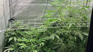 Episode 7 First Grow Northern Lights Autoflower Indoor Grow RDWC