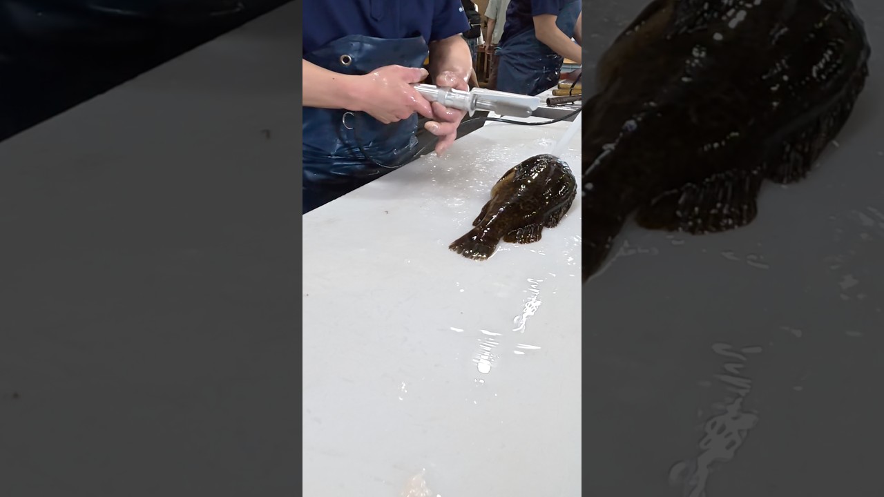 タケノコメバル捌く