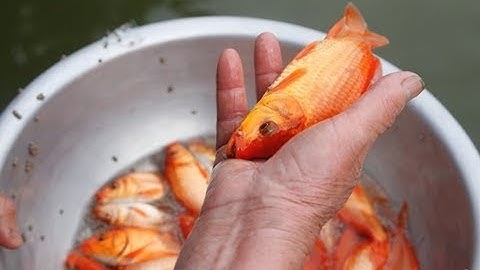 Gỏi Cá Người Thái Lai Châu #2: Cá nhảy và gỏi cá Tây Bắc có thự sự kinh dị