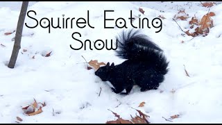 Squirrel Eating Snow