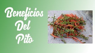 Beneficios Del Pito
