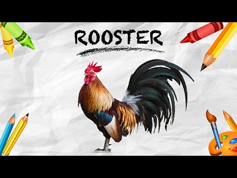 How To Pronounce Rooster म र ग Pronunciation In Hindi Birds Hd Lehren Kids Youtube