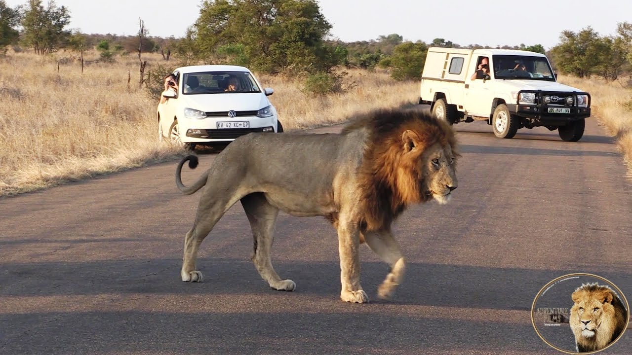 Sweni Lion Pride Father And Son