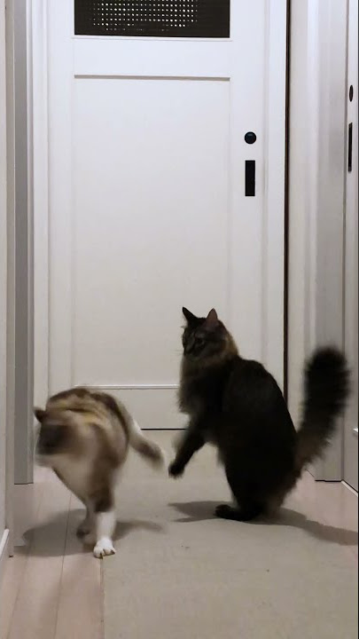 Cat Channels Ninja Skills to Escape!