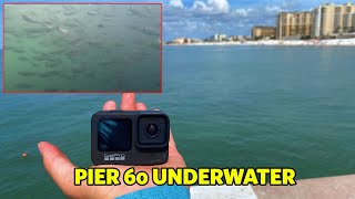 Pier 60 Underwater by 24-7 Fishing 1,867 views 1 year ago 1 minute, 26 seconds