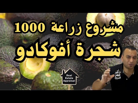 أرباح ومصاريف مشروع زراعة ١٠٠٠ شجرة افوكادو التفاصيل كاملة