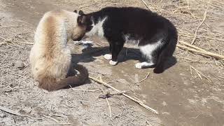 Драка котов Сиамский vs Уличный кот