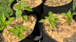 Container Gardening- Planting Grow Bags by Gardens and Grace 289 views 11 months ago 12 minutes, 50 seconds