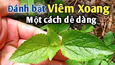 Bài thuốc trị Viêm xoang rất hay. PHAN HẢI Channel