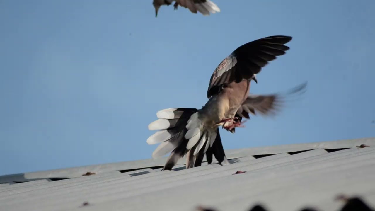 Dove best trap. New bird trap bd.