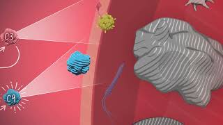 Understanding Pnh A Closer Look With Dr. Anita Hill