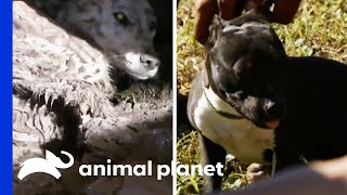 Some Of The Toughest Rescues | Pit Bulls & Parolees | Compilation
