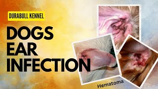 Dogs Ear infection  । Ear itching । Ear pain । Hematoma। by Durabull kennel 30 views 9 days ago 4 minutes, 39 seconds