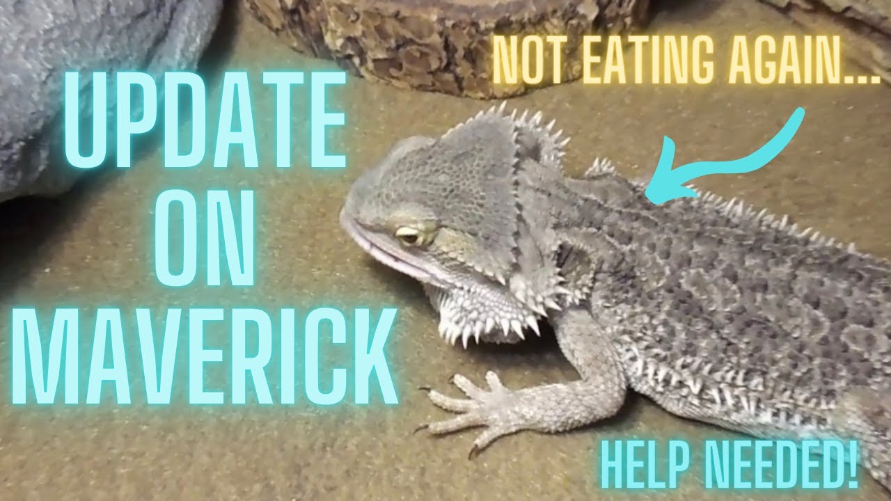 Bearded Dragon Still WONT Eat! Maverick Update YouTube