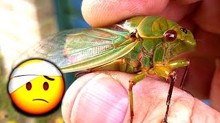 Cicada Rescue Mysterious Life Of Cicadas Warning VERY LOUD