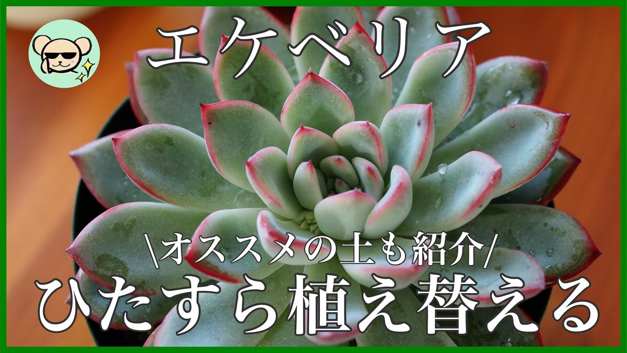 アサ様ご確認用　エケベリア可愛い子ちゃん♡ エケベリア,初心者さん向け | 多肉植物の専門通販サイト｜実のりえん