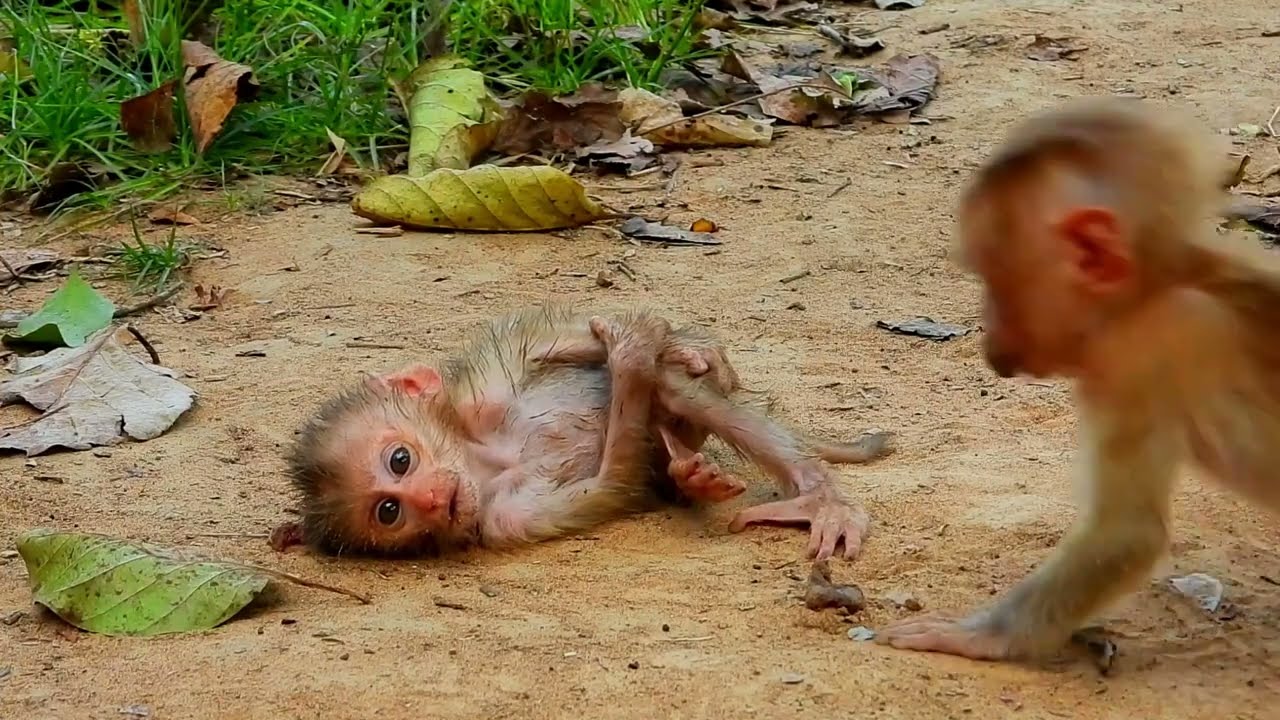 Because he was very tired. The  Sister monkey tried to help the younger baby monkey until