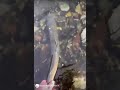 Catch and Release Sea Trout