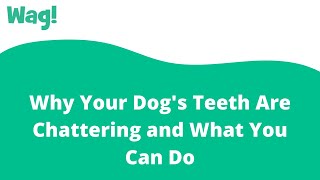 Why Your Dogs Teeth Are Chattering and What You Can Do | Wag