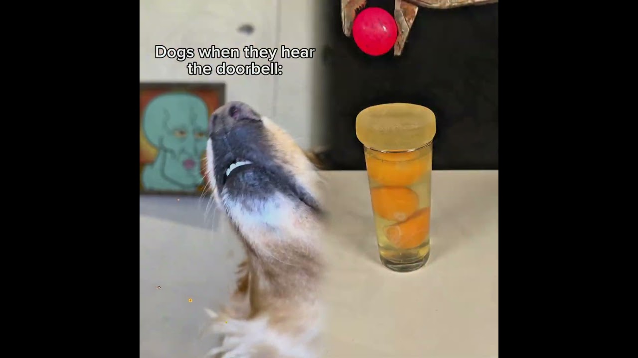 All Bark No Bite 🙄😂 