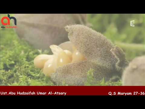 bacaan-al-qur'an-dari-ust-abu-hudzaifah-umar-al-atsary