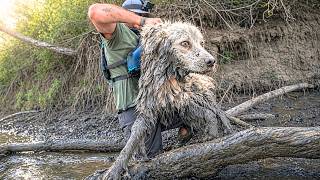 Man Finds Scared Dog Pinned Under Log — Gets Unexpected Reaction