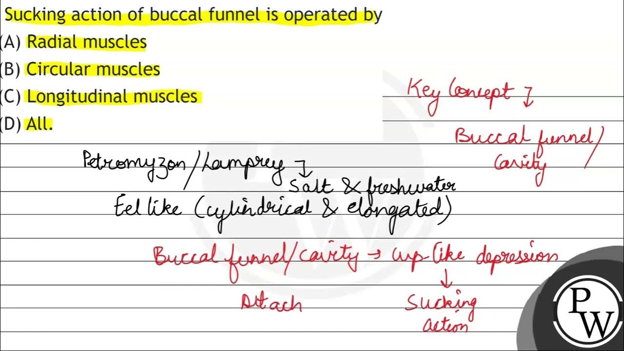 Sucking action of buccal funnel is operated by (A) Radial muscles (B